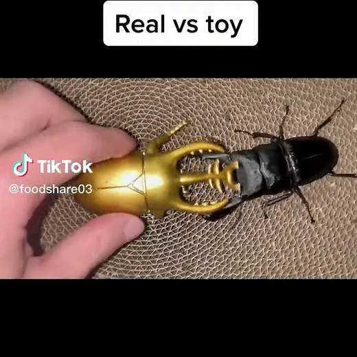 #insect #fight #beetle #toy