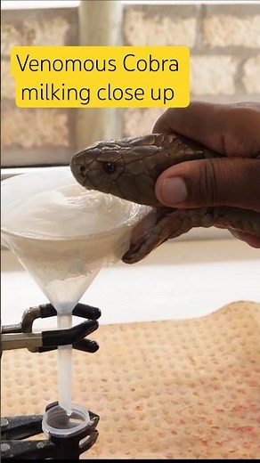 Cobra Venom Milking Close Up #snake #nature