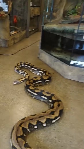 375K views · 4.4K reactions | My Majestic King Cobra Tries To Eat A Python! #reels #snake #animals #python | Brian Barczyk | Facebook