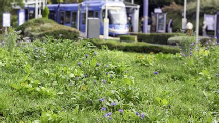 West Midlands tram stops to become wildlife havens under eco island scheme