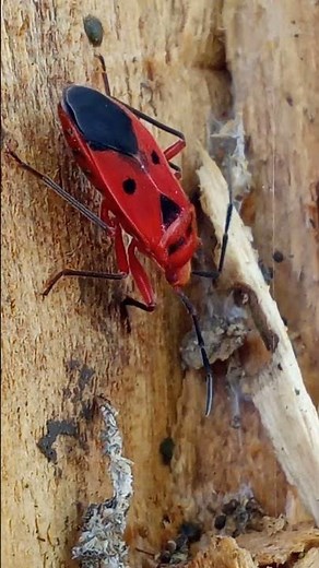 Tiny Red Bug with Black Dots Resting in One Spot 🐞🔥
