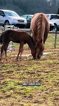 Foal playtime! 🐴💨 Watch these baby horses run, jump, and zoom around the field! Pt 1