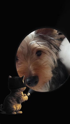 Adorable Kiko: The Charming Yorkie Pup