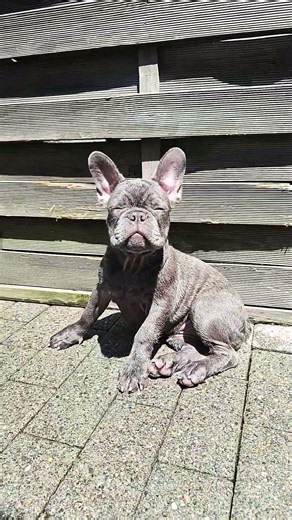 Französische Bulldogge Welpe Blue