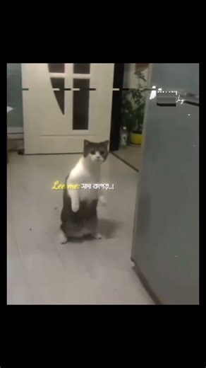 আম্মা: বড় বোনকে তুই করে ডাকবি না..!🌝 #shovaeditx #imaani_way_official #funnyvideo #shortvideos