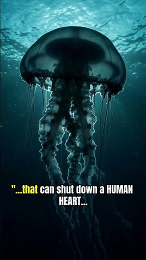 Invisible Killer in the Ocean: The Box Jellyfish