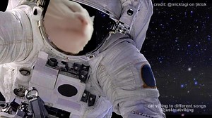 THIS IS GROUND CONTROL TO MAJOR VIBE! COME IN MAJOR VIBE! David Bowie - Space Oddity #bowie #space #davidbowie #cat #catjam #vibe #vibes #meme #memes #tiktok | Vibe Cat