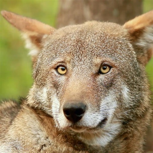 All red wolves deserve to be wild and free 🐺 | Wolf Conservation Center