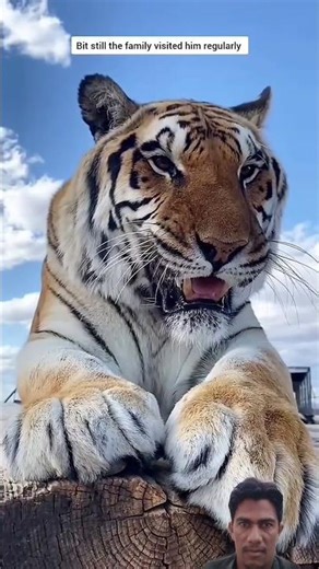 Adopted a Baby Tiger 🐯 #animals #bigcat #wildanimals #shorts