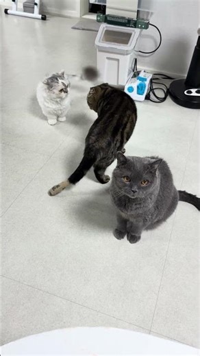 The boss cat is not involved in another cat's fight