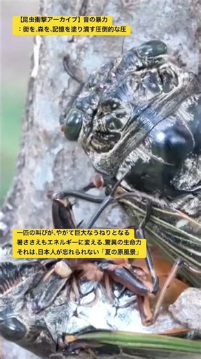 【昆虫衝撃アーカイブ】驚愕！わたしが驚いたクマゼミの求愛。恋愛戦略の果てに結ばれる絆の瞬間を4Kで目撃 #クマゼミ #求愛行動 #昆虫図鑑 #昆虫観察 #insects #undaze #4k