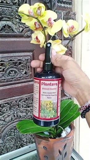 Recommendations for ready-to-use fertilizer for orchids to quickly produce red Plantera flowers #...
