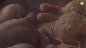 👑 UPDATE: Our final pup count for this litter of naked mole-rats is 8! The queen had one more pup between Saturday and Sunday afternoon. Naked mole-rats usually give birth to litters ranging in size from 10 to 30 pups. The queen has 12 nipples to nurse the pups. #GameofMoleRats | Smithsonian’s National Zoo and Conservation Biology Institute