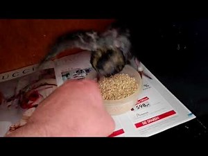 How to teach a young Pigeon to eat seed on its own