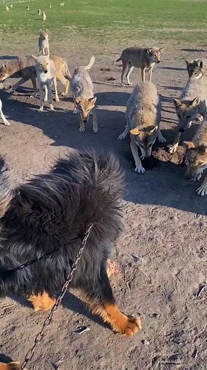 Tibetan Mastiff vs Wolf: A Brave Comparison