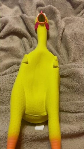 Giant Rubber chicken