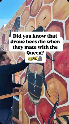 When drone (male) bees mate with the Queen (10-20 of them in an afternoon!) they "offer" their semen to Her Majesty. The very real "act" happens in under 5 seconds while both parties are in flight. After the "offering" the drone bees die, presumably happy. Lol. @auburnnecreativedistrict @auburnnechamber @johndupre #thegoodofthehive #mattwilleyart #bees | The Good of the Hive