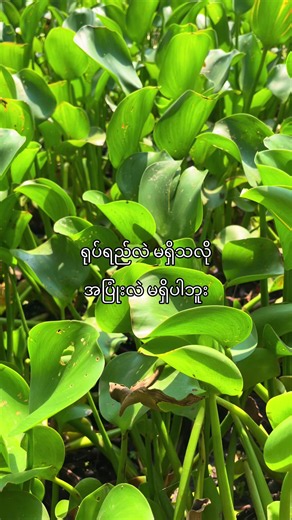ရုပ်ရည်လည်းမရှိ အပြုံးလည်းမချိုပါဘူး — ဆိုလိုချင်းနှင့် စာသားရှင်းပြချက်