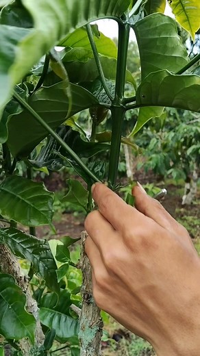 #okulasi #setek | Ero Mutaqin