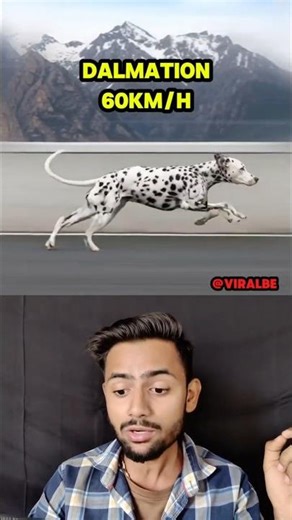 Fastest Dog Breeds Ever 🐩🐕#shorts