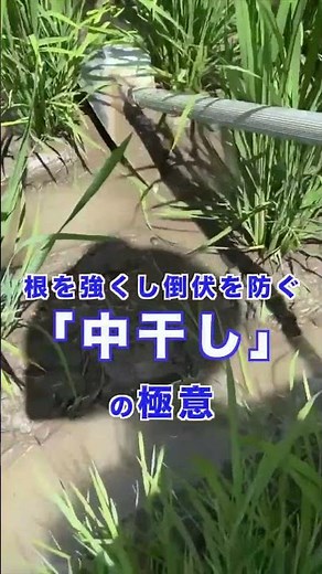 【稲作】除草剤を使わない！田んぼの健康診断「中干し」の極意