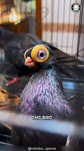 12K views · 441 reactions | 10 Animals That Look From Another Planet!  These bizarre creatures look unreal, like they were designed for a sci-fi movie. From glowing predators to alien-shaped insects, each one is stranger than the last. You won’t believe number 6 — it doesn’t even look alive! #wildlife #nature #animalfacts #animalvideos | 1 Minute Animals | Facebook