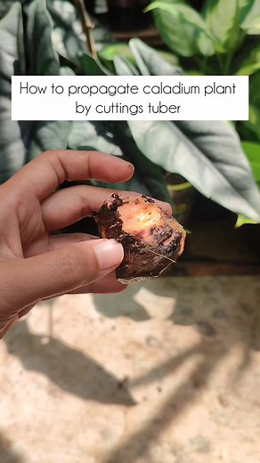 Propagating caladium plant by cuttings tuber #propagate #tuber #caladium #reels | Anaa Koorneia