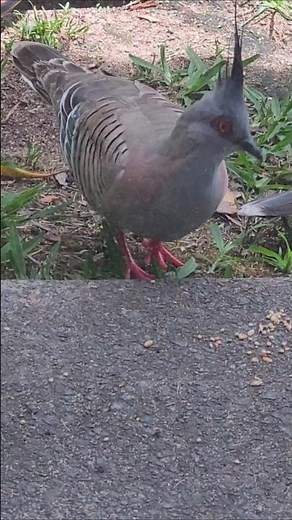 Crested Pigeon native Australian Bird 2025
