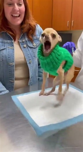 Chihuahua Vet Funny Angry Reaction 😂🐶 | Tiny Dog Drama