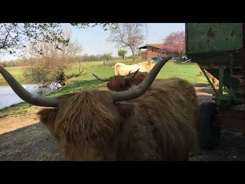 4-9-2026-cow in heat + fed bulls corn + repaired fence near barn + big pasture-2 hours + 19 min