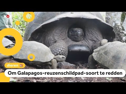 Goed dierennieuws! Reuzen-schildpadden vrijgelaten in de natuur