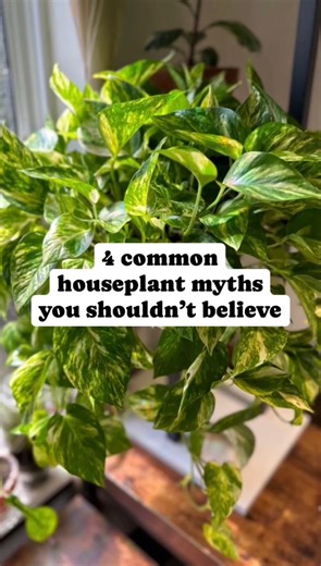 1. While plants can remove some toxins in your home, the extent of purification is often exaggerated. You would need hundreds of plants in each room to match the air-cleaning power of an air purifier. 2. Adding gravel at the bottom of plant pots can actually hinder water drainage within the soil & can lead to water accumulating around the roots, potentially causing root rot. 3. Even the most well cared for plants can experience pest issues. Pests can be introduced through new plants, in clothing