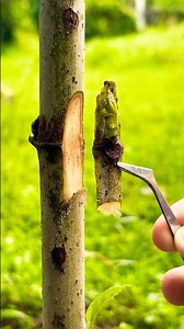 Fig tree grafting using the budding method.