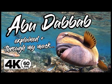 Snorkeling Egypt / Abu Dabbab | GoPro HERO 8 4K 60FPS
