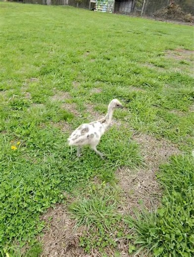 Baby Emu Running #emu #cuteanimals #farmlife #farm #farmanimals