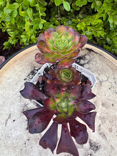 Aeonium Combo Pack Both Plants Included. Aeonium Voodoo Middle Variegata and Aeonium Rare Succulents. Variegated Aeonium. - Etsy