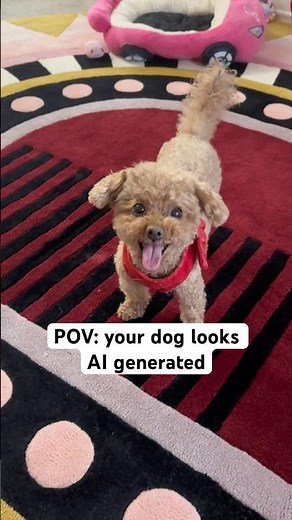 Cute Dog Video 🐶 Funny & Extremely Cute Dog Moments | Rainbow the Dog #adorabledog
