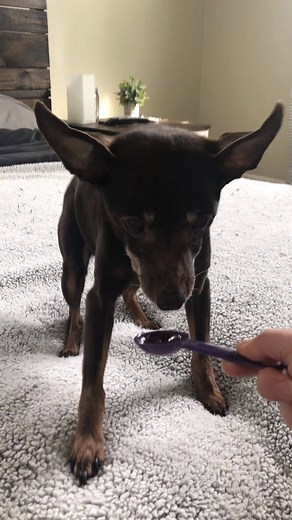 Fun fact Friday! Did you know these facts about our Nutri-Cal high calorie supplement for dogs & puppies? - Great source of energy, vitamins, and minerals. And rich in Omega-3, -6, and -9 Fatty Acids which are recommended to support heart, skin, and joints. - Can be beneficial to small breed dogs, picky eaters, dogs with reduced appetites or extremely active dogs. - Supports and can boost appetite. - Veterinarian formulated. | Tomlyn