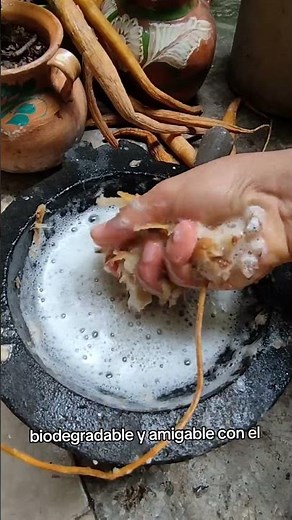 ¿Conocías el amole o amolli? Es la raíz que se usaba desde la época prehispánica cómo jabón.