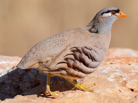 See See Partridge Bird voice Sound