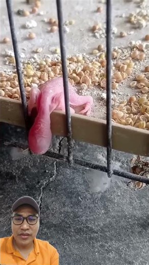 baby bird falls from its mother #lovebirds #murai sound #parrot #wildbirds #birds #viral