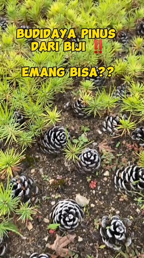 340K views · 3.3K reactions | Bonsai Pinus #inspirasibonsai | Mbak Windy | Facebook