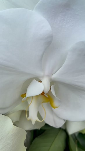 Beautiful white flowers make such a classic and elegant choice. 🤍 | Blessed Funerals