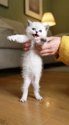 The Kitten finally learns to swim !🏊‍♂️ 💕 Watch this adorable splash moment