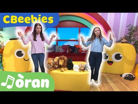 Cait, Cait, De Gach Seòrs'! 🦁🐯🐱 🎶 | CBeebies ALBA | BBC ALBA