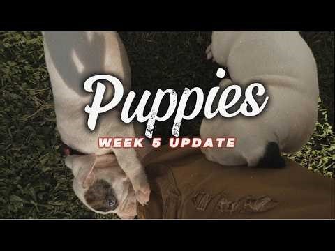 American Bulldog Puppies- Week 5 Update