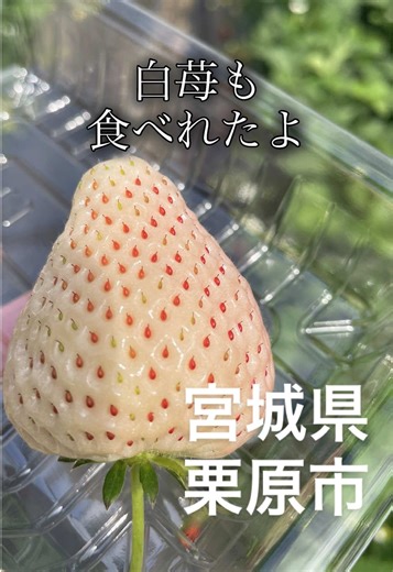 宮城県栗原市でいちご狩り体験