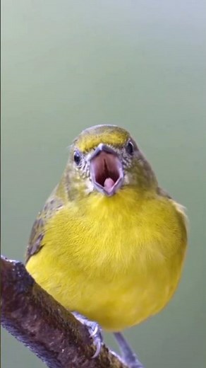 Wonderful sounds of nature #animals #sound #NatureSounds