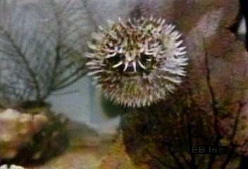 Puffer fish defense mechanism explained | Britannica