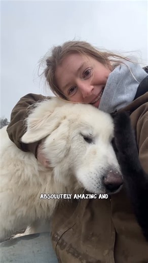 @redfalconranch on Instagram: "Everyone say hi to Sven! 🐻‍❄️ Sven is one of our three livestock guardian dogs (LGDs) that live here on the ranch and protect all the goats, horses, chickens, cats, and us 😅 We live in the northern Rockies so where we live is also where bears (yes grizzlies), wolves, mountain lions, and many other predators call home 🐺 The guard dogs allow us all to live in relative peace with each other and their work is invaluable. They are heroes and we couldn’t live here wit